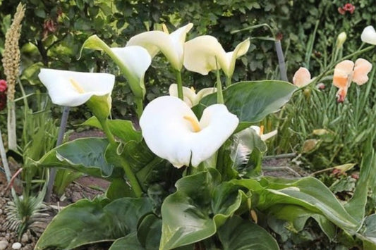 Zantedeschia aethiopica | Giant White Calla Lily | Bare Root Live Plant | Elegant White Flower | Fall 2026 Pre-Order