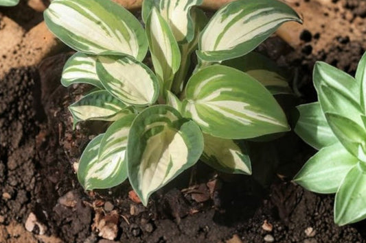 Hosta 'Pandora's Box' | Mini Variegated Hosta | Bare Root Shade Perennial | Miniature Plantain Lily | Fall 2026 Pre-Order
