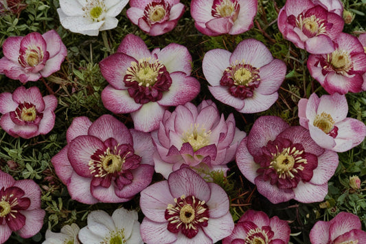 Lenten Rose 'Cherry Blossom' | Winter Jewels Hellebore | Pink Evergreen Perennial | Shade Plant | Fall 2026 Pre-Order