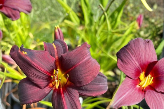 Hemerocallis 'American Revolution' | Reblooming Red Daylily | Bare Root Perennial | Live Plant | Fall 2026 Pre-Order