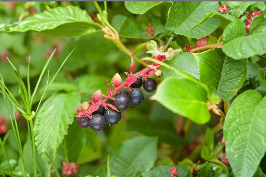 Gaultheria shallon 'Salal' | Pacific Northwest Native Evergreen Shrub | Edible Berry Plant | Shade Groundcover | Live Plant 3.5" Pot