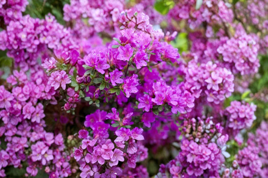 Azalea 'Purple Splendor' | Purple Evergreen Azalea Shrub | Dwarf Rhododendron | Live 1 Gallon Plant | Spring Blooming