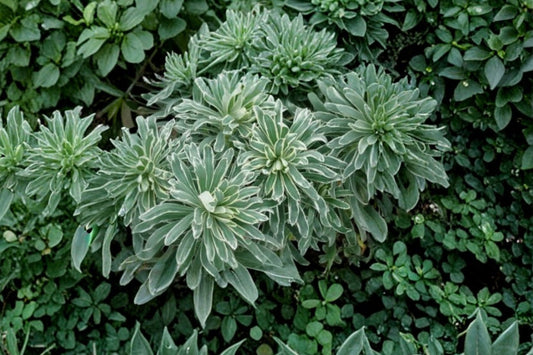 Euphorbia 'Glacier Blue' | Variegated Evergreen Spurge | Blue Silver Foliage Perennial | Live 1 Gallon Plant | Drought Tolerant