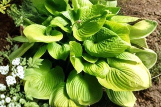 Hosta 'Sum and Substance' | Giant Gold Hosta | Shade Perennial | Bare Root Live Plant | Fall 2026 Pre-Order