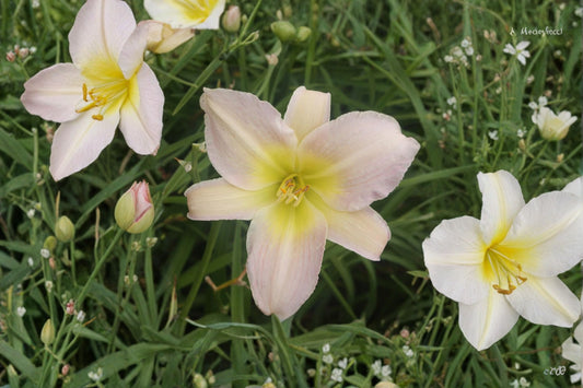 Hemerocallis 'Fair Annet' | Reblooming Peach Daylily | Bare Root Perennial | Live Plant | Fall 2026 Pre-Order