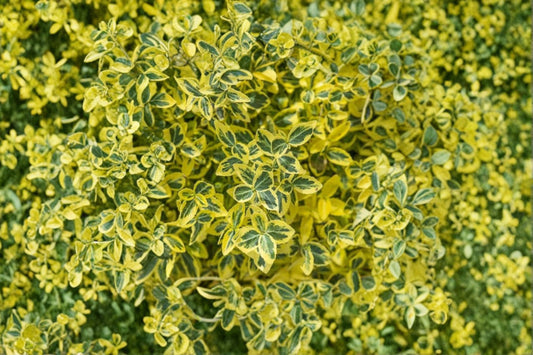 Euonymus fortunei 'Emerald and Gold' | Variegated Wintercreeper Evergreen | Live Groundcover Plant | 1 Gallon Pot
