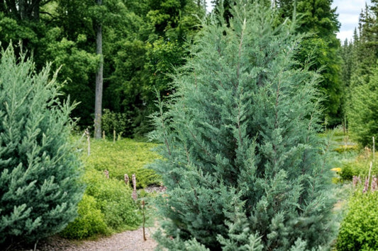 Juniperus 'Moonglow' | Upright Blue Juniper Evergreen | Silver Blue Conifer | Privacy Hedge | Live 1 Gallon Plant