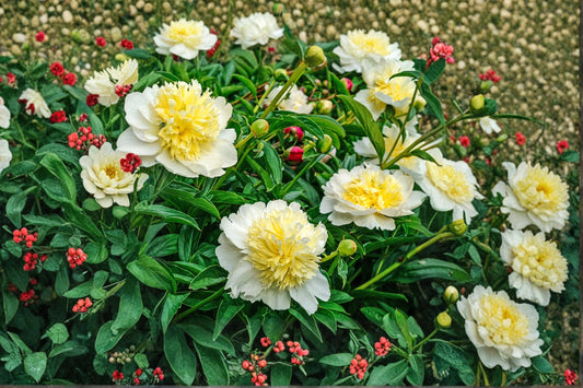 Peony 'Honey Gold' | Fragrant White & Yellow Peony | Paeonia Perennial | Bare Root or Live Plant | Fall 2026 Pre-Order