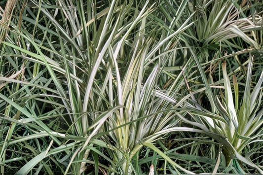 Ophiopogon 'Variegatus' | Variegated Mondo Grass | Evergreen Groundcover | Shade Perennial | Live 3.5" Pot Plant