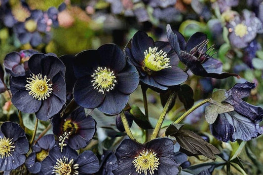 Lenten Rose 'New York Night' | Honeymoon Series Hellebore | Evergreen Shade Perennial | Live Plant | Fall 2026 Pre-Order