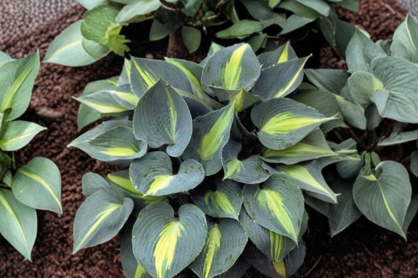 Hosta 'Touch of Class' | Blue Variegated Hosta | Shade Perennial | Plantain Lily | Bare Root Live Plant | Fall 2026 Pre-Order