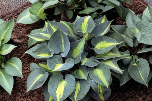Hosta 'Touch of Class' | Blue Variegated Hosta | Shade Perennial | Plantain Lily | Bare Root Live Plant | Fall 2026 Pre-Order