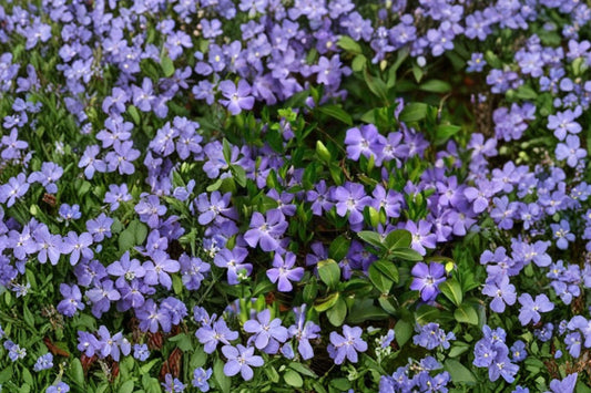 Vinca minor 'Ralph Shugert' | Variegated Periwinkle Groundcover | Evergreen Shade Plant | Live Vinca | 3.5" Pot