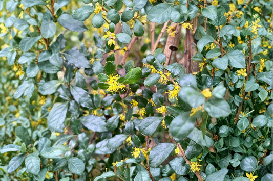 Azara microphylla | Chocolate Azara Tree | Fragrant Evergreen Shrub | Chinchin Tree | Live Evergreen Plant | 1 Gallon Pot