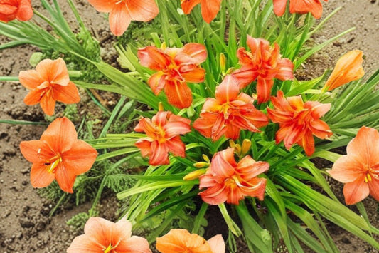 Hemerocallis 'Kwanso' | Double Orange Daylily | Hardy Perennial | Summer Blooms | Bareroot Plant | Fall 2026 Pre-Order