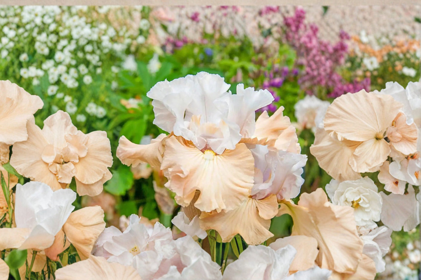 Iris 'Champagne Elegance' | Reblooming Bearded Iris Rhizome | Apricot & White Iris | Fall 2026 Pre-Order | 1 Bareroot