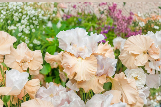 Iris 'Champagne Elegance' | Reblooming Bearded Iris Rhizome | Apricot & White Iris | Fall 2026 Pre-Order | 1 Bareroot