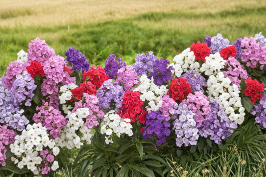 5 Mixed Phlox Starter Plants | Live Garden Phlox Perennials | Pollinator Flowers | Hardy Sun Plants | Fall 2026 Pre-Order