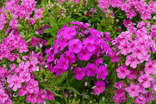 3 Purple Phlox Starter Plants | Live Garden Phlox Perennials | Fragrant Pollinator Flowers | Hardy Sun Plants | Fall 2026 Pre-Order