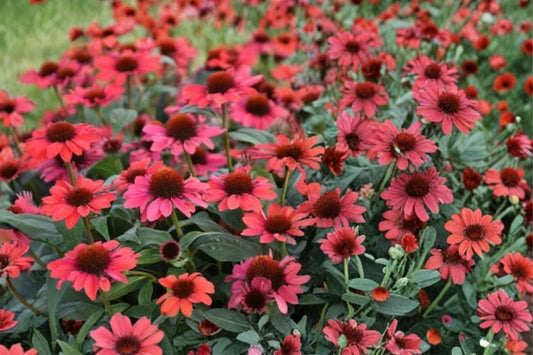 2 Red Echinacea Coneflower Plants | Live Purple Coneflower Perennials | Pollinator Flowers | Hardy Sun Plants | Ready to Plant