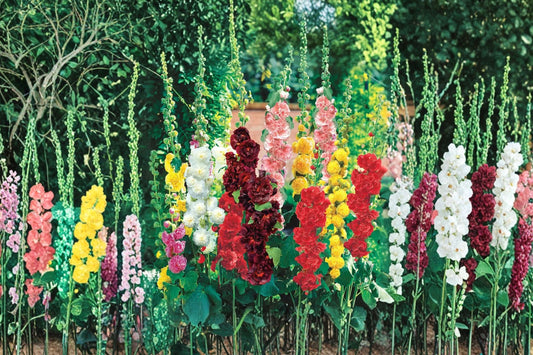 2 Mixed Hollyhock Plants | Live Hollyhock Perennials | Cottage Garden Flowers | Pollinator Plants | Full Sun | Ready to Plant