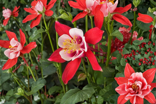 2 Red & White Columbine Plants | Live Aquilegia Perennials | Pollinator Flowers | Hardy Cottage Garden Plants | Ready to Plant