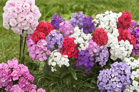 5 Mixed Phlox Starter Plants | Live Garden Phlox Perennials | Fragrant Pollinator Flowers | Hardy Sun Plants | Ready to Plant
