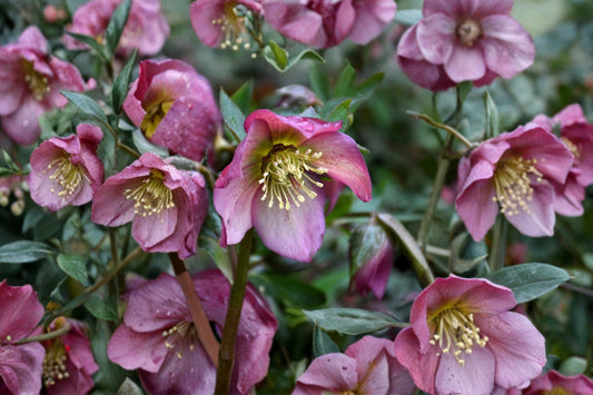 Paris in Pink Lenten Rose | Hellebore Perennial | Pink Spring Blooms | Evergreen Shade Plant | Live Helleborus | Ready to Plant