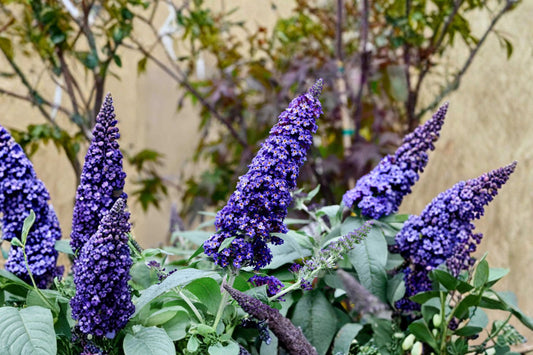 Black Knight Butterfly Bush | Live Buddleia Starter Plant | Blue Flowering Shrub | Pollinator Plant | Ready to Plant