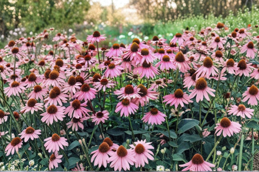4 Live Red Echinacea Coneflower Starter Plants | Purple Coneflower Perennial | Pollinator Garden | Sun Loving | Ready to Plant