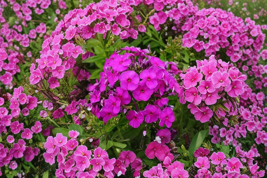 3 Purple Phlox Starter Perennials | Live Garden Phlox Plants | Fragrant Summer Flowers | Pollinator Friendly | Full Sun