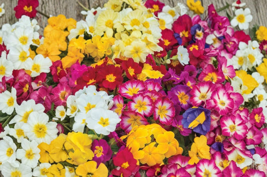 4 Mixed Primrose Starter Perennials | Live Primula Plants | Colorful Spring Flowers | Shade Garden | Easy to Grow | Hardy
