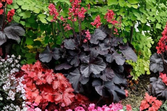 2 Black Heuchera Coral Bells Plants | Live Shade Perennials | Dark Foliage | Hardy Coral Bells | Easy to Grow | Zones 3-9