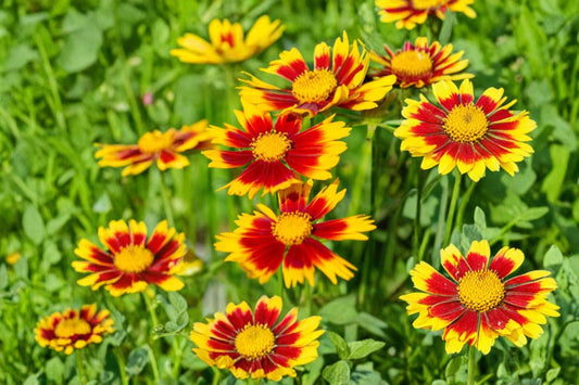 2 Live Uptick Red Coreopsis Plants | Tickseed Perennial | Pollinator Friendly | Full Sun Flowers | Easy to Grow | Hardy