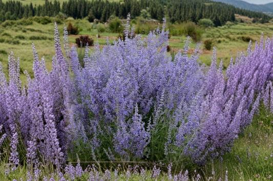 3 Live Russian Sage Starter Plants | Perovskia Perennial | Pollinator Friendly | Drought Tolerant | Full Sun | Ready to Plant