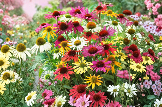 4 Mixed Echinacea Coneflower Plants | Live Perennial Starter Plants | Pollinator Friendly | Ready to Plant | Drought Tolerant