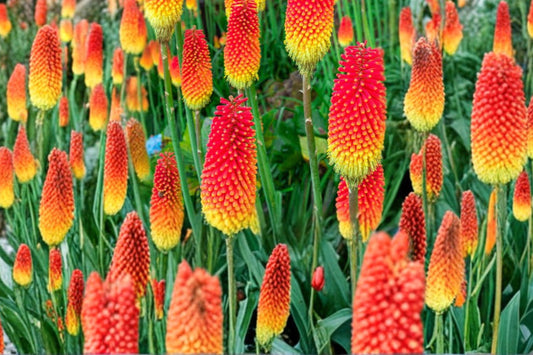 3 Red Hot Poker Plants | Live Kniphofia Perennials | Torch Lily Bareroot | Pollinator Friendly | Full Sun | Easy to Grow