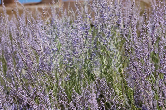 2 Live Russian Sage Starter Plants | Perovskia Perennial | Pollinator Friendly | Drought Tolerant | Full Sun | Ready to Plant