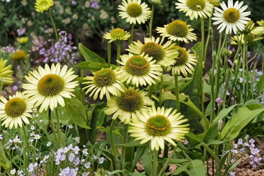 3 Green Jewel Echinacea Plants | Live Green Coneflower Starters | Pollinator Perennial | Cut Flowers | Full Sun | Hardy