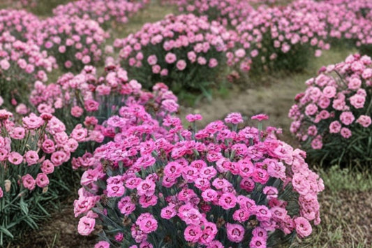 3 Dianthus Cute as a Button Plants | Live Starter Perennials | Fragrant Pinks | Raspberry Blooms | Pollinator | Full Sun