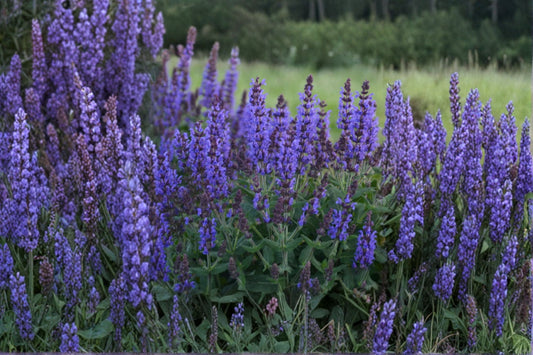 3 Blue Salvia Bumbleblue Plants | Live Salvia nemorosa Perennials | Pollinator Friendly | Full Sun | Easy to Grow
