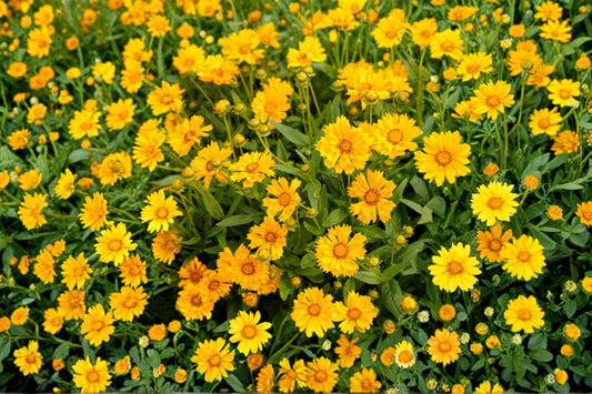3 Live Jethro Tull Coreopsis Plants | Tickseed Perennial | Yellow Flowers | Pollinator Friendly | Full Sun | Easy to Grow