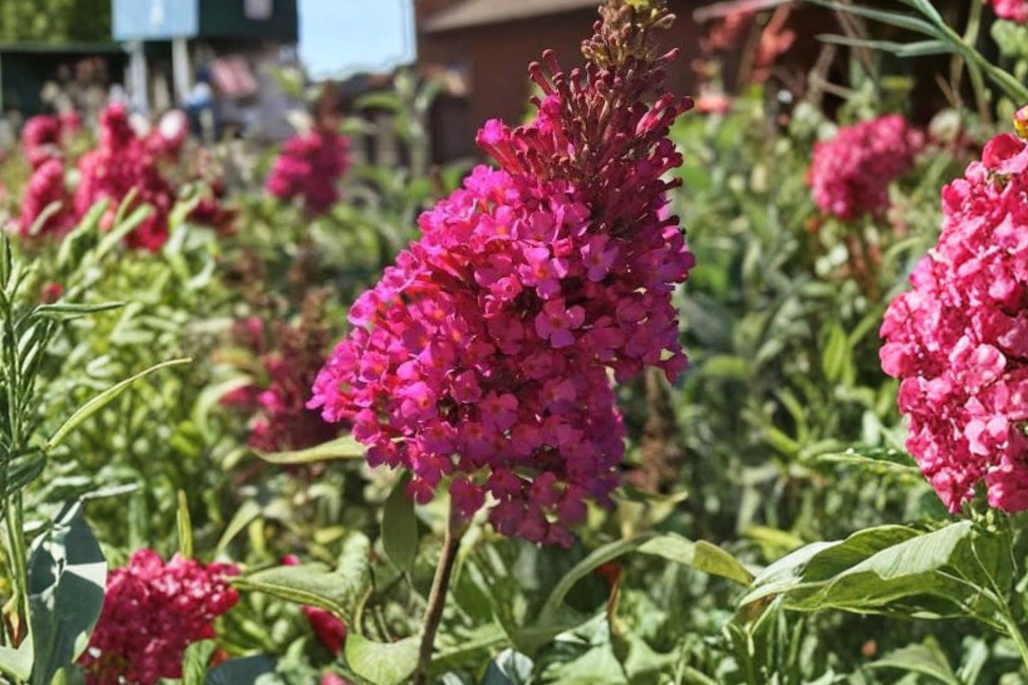 2 Live Hot Raspberry Butterfly Bush Plants | Buddleia Perennials | Pollinator Friendly | Hummingbird Plant | Full Sun