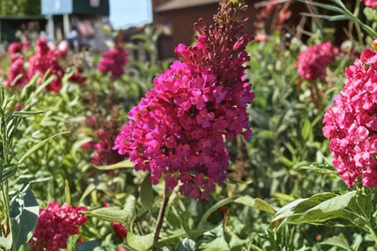 2 Live Hot Raspberry Butterfly Bush Plants | Buddleia Perennials | Pollinator Friendly | Hummingbird Plant | Full Sun