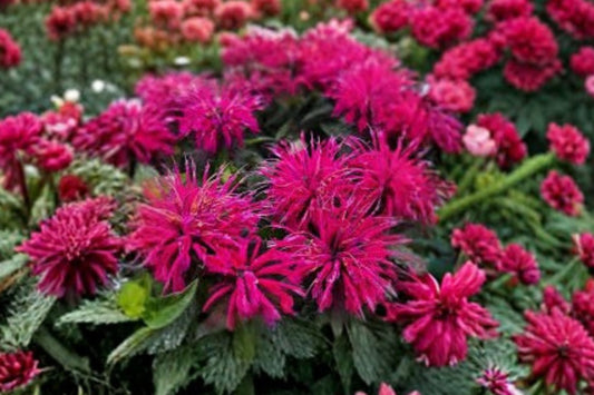 4 Live Raspberry Bee Balm Plants | Monarda Perennial | Pollinator Friendly | Hummingbird & Butterfly Garden | Full Sun