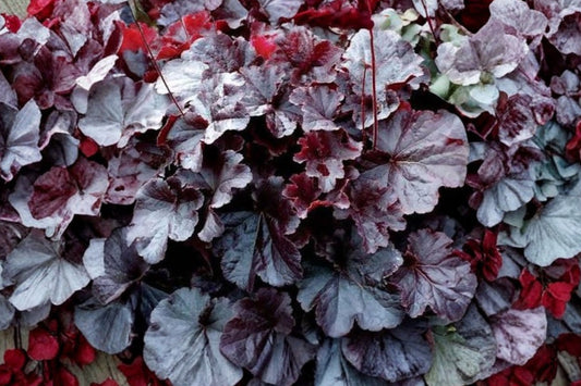 3 Black Heuchera Live Plants | Coral Bells Perennial | Shade Loving Foliage Plant | Evergreen Ground Cover | Hardy Zones 3-9