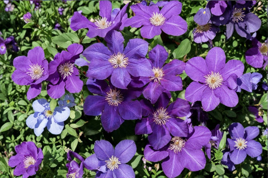 Purple Clematis Live Plant | Flowering Climbing Vine | Butterfly & Hummingbird Garden | Hardy Perennial Vine | Ready to Plant