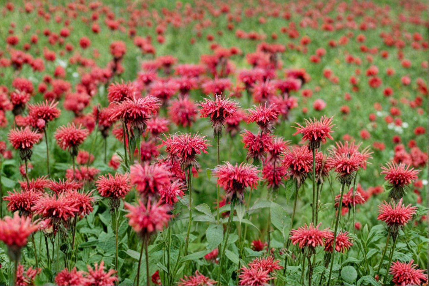 3 Live Cherry Bee Balm Plants | Monarda Perennial | Pollinator Friendly | Hummingbird & Butterfly Garden | Full Sun Hardy