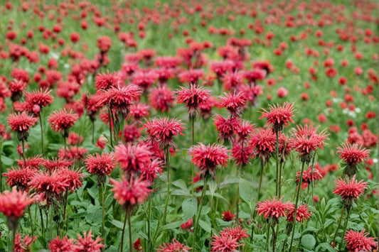 3 Live Cherry Bee Balm Plants | Monarda Perennial | Pollinator Friendly | Hummingbird & Butterfly Garden | Full Sun Hardy