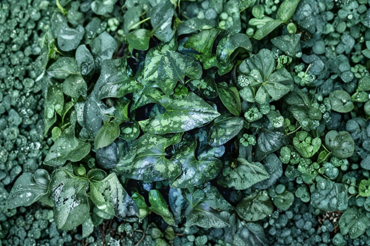 Asarum splendens Live Plant | Chinese Wild Ginger | Shade Groundcover | Silver Mottled Evergreen Perennial | Woodland Garden